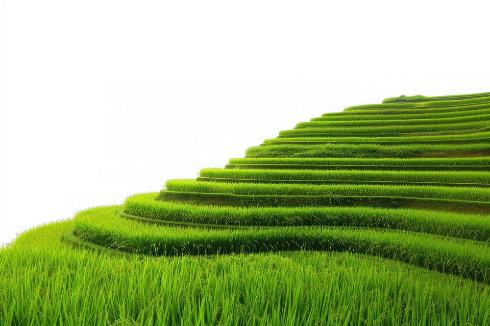 Rice terrace nature agriculture landscape.