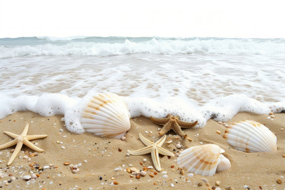Sea seashell wildlife outdoors.