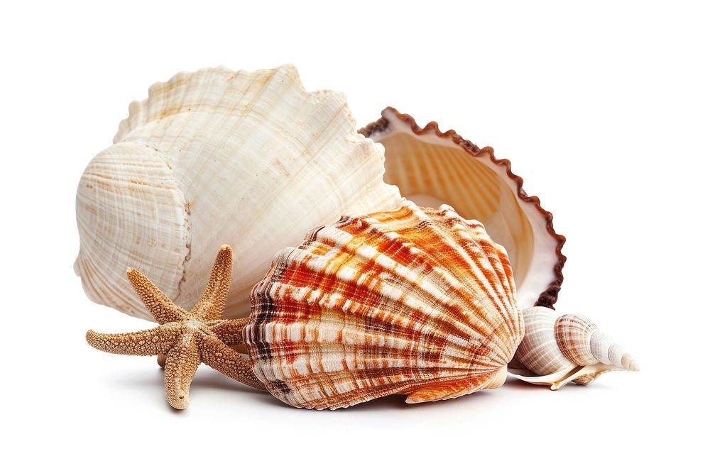 Seaside seashell seafood conch.