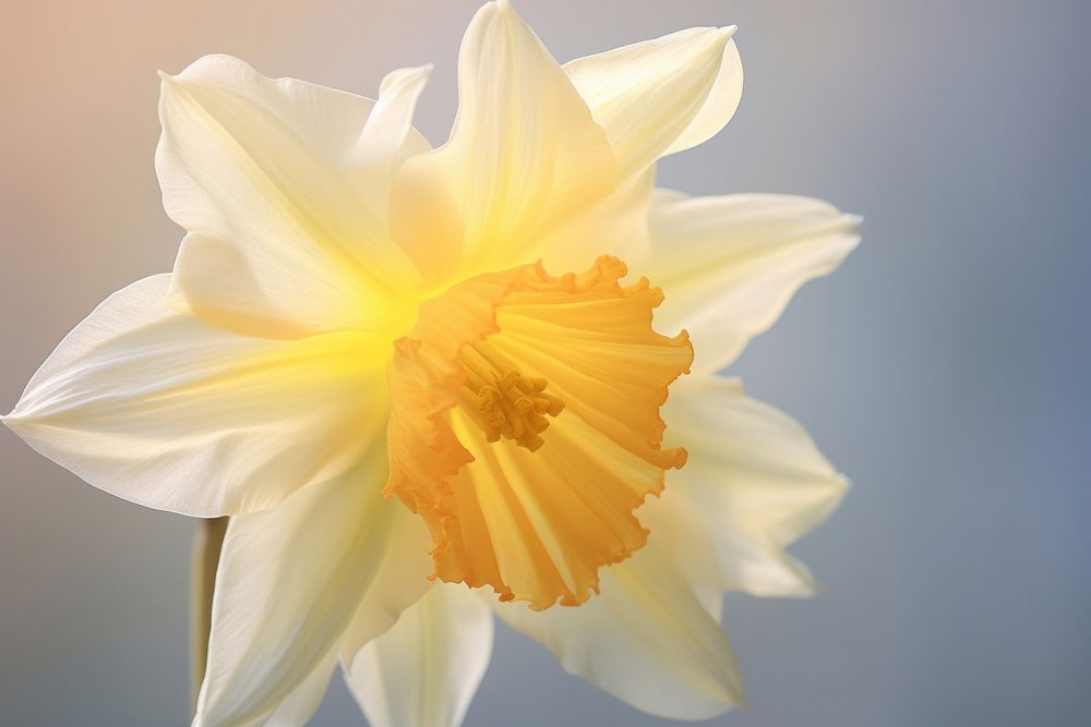Daffodil close up blossom flower plant.