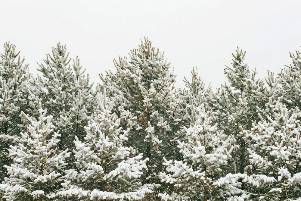 Pine trees snow backgrounds outdoors.