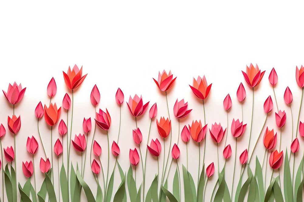 Tulip border flower tulip backgrounds.