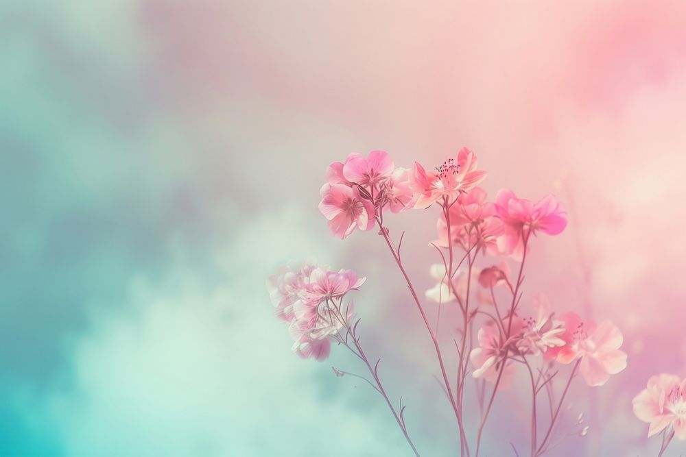 Flower bouquet gradient background backgrounds outdoors blossom.