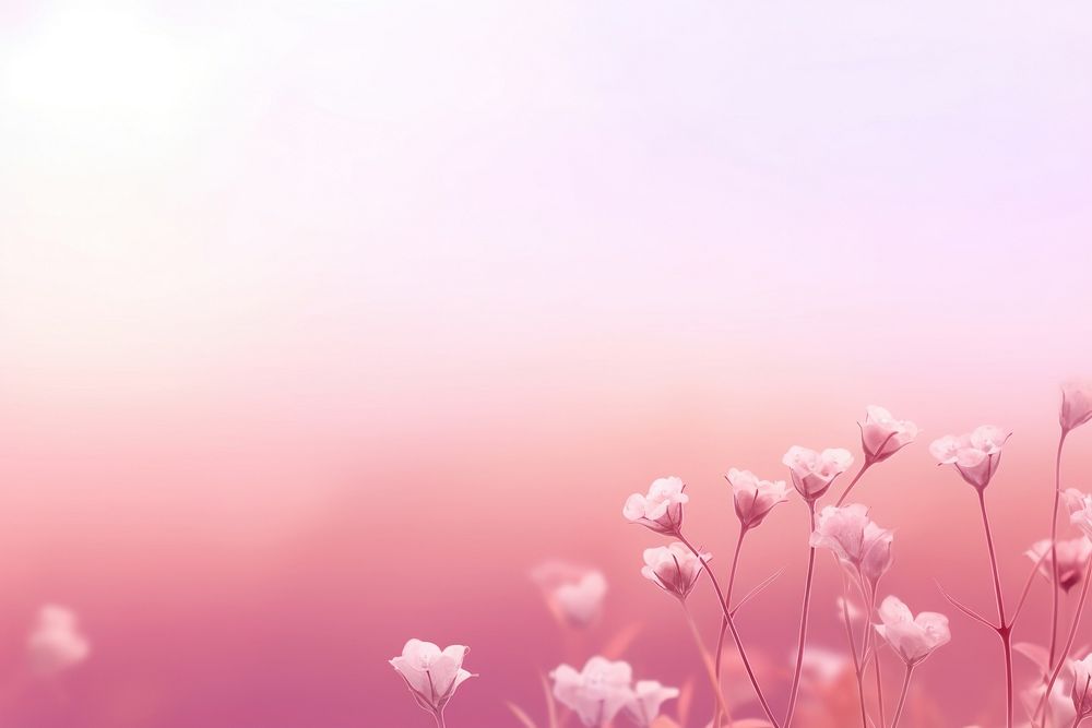 Flower field gradient background backgrounds outdoors blossom.
