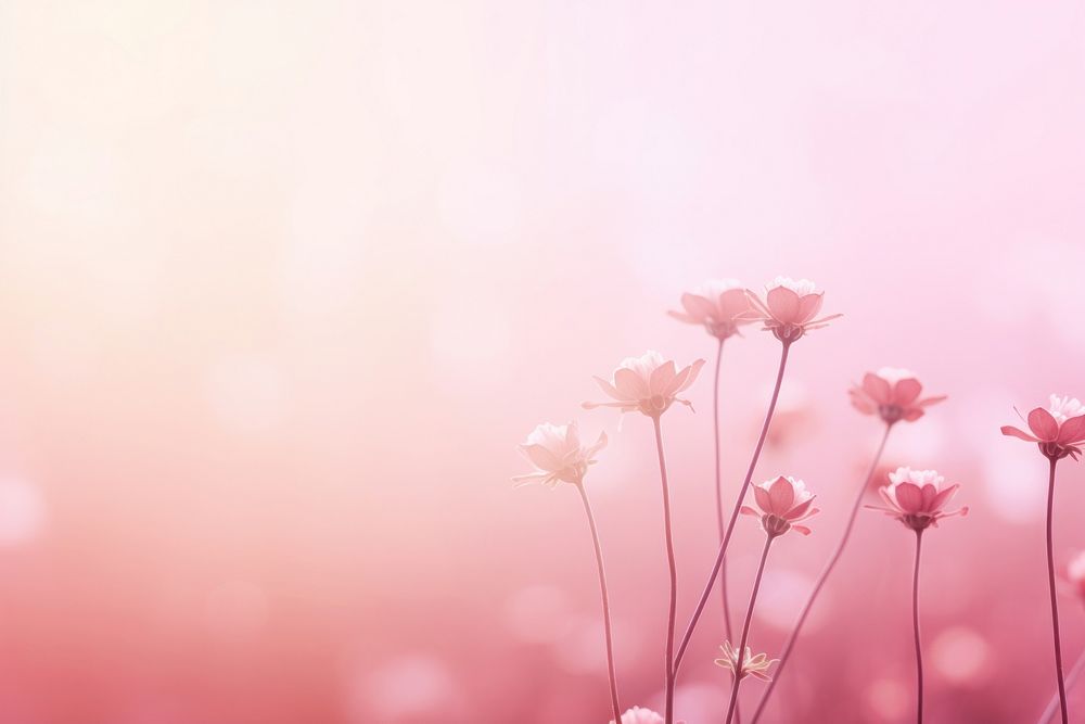 Flower field gradient background backgrounds outdoors blossom.