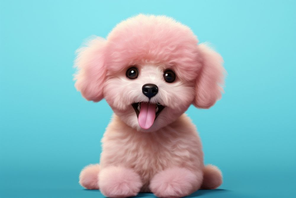 Poodle mammal animal puppy.