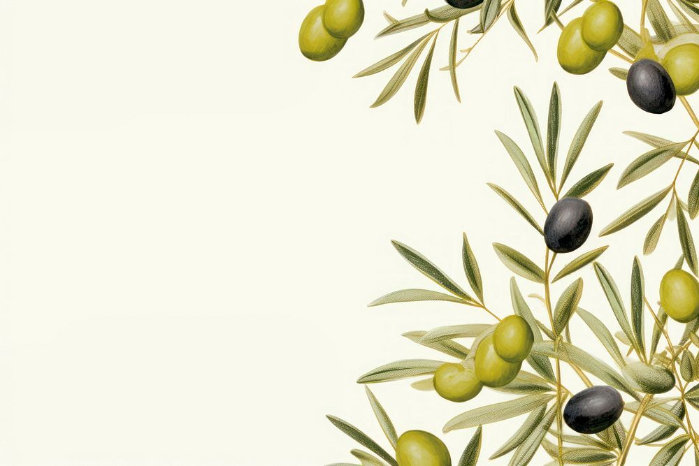 Olive backgrounds plant food.