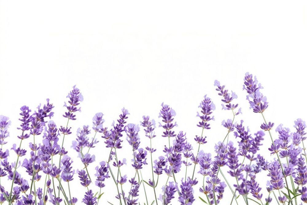 Lavender backgrounds blossom flower.