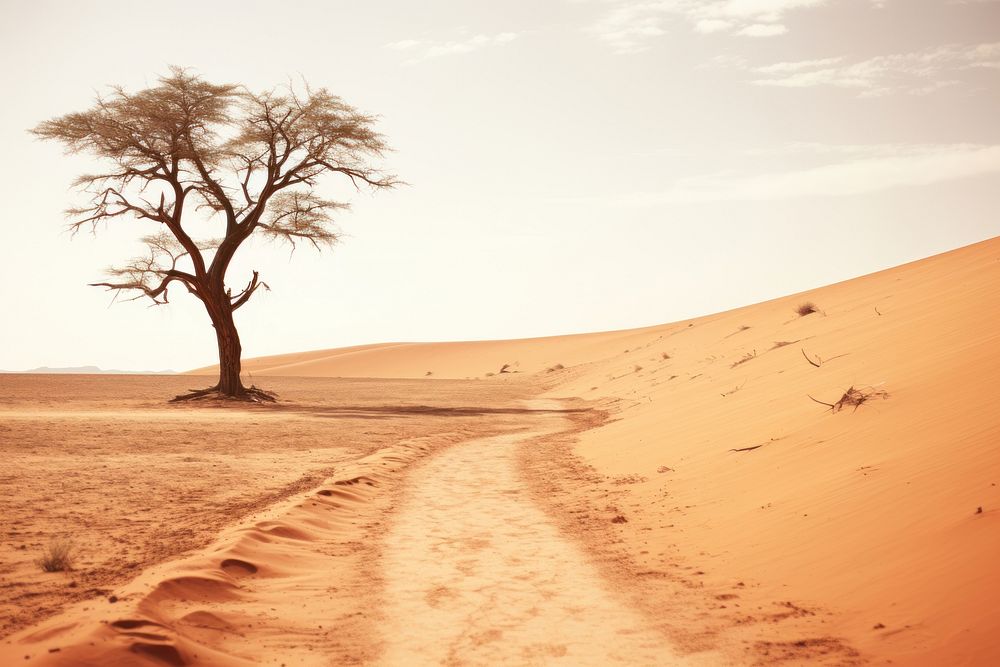 Desert in africa landscape nature outdoors.