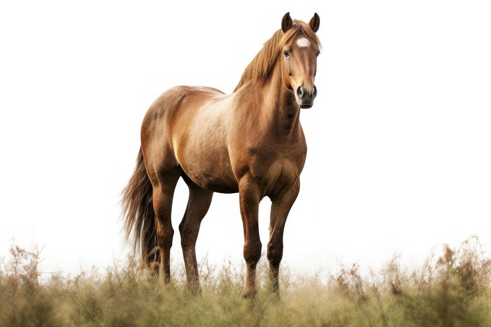 Horse in the field landscape stallion animal.