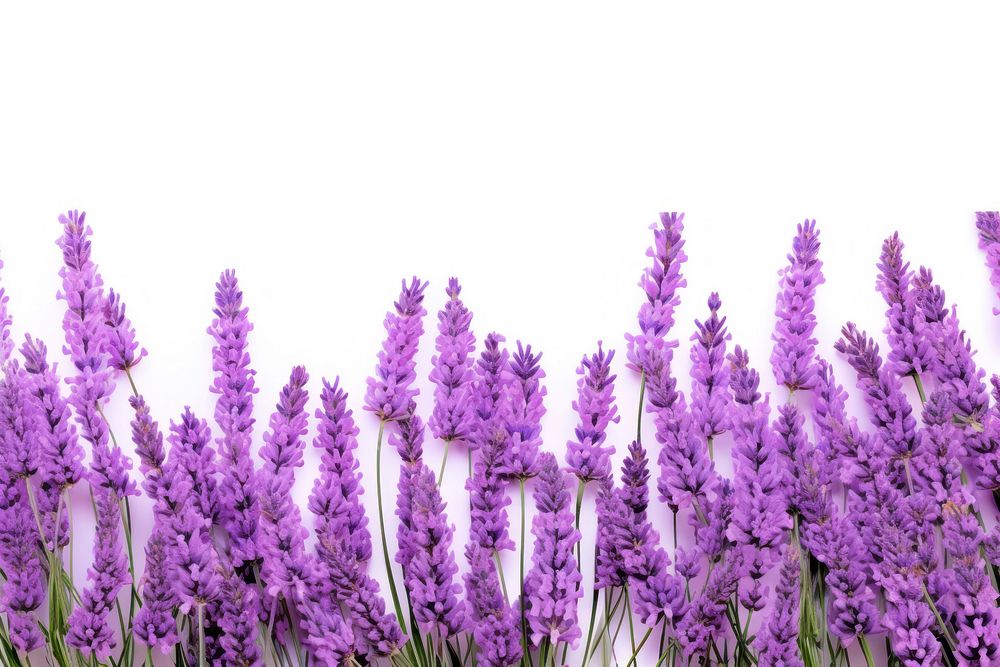 Lavender backgrounds landscape blossom.
