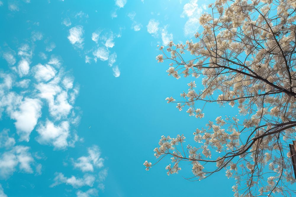 Photo of clear blue sky backgrounds outdoors blossom.