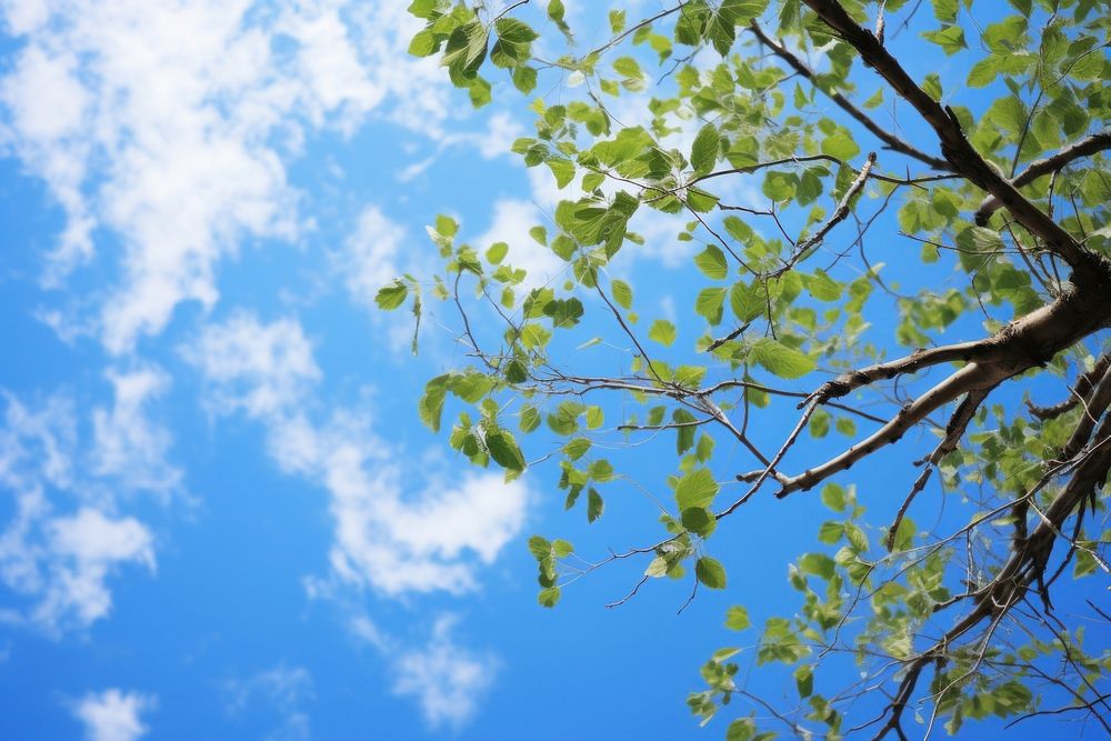 Photo of clear blue sky backgrounds outdoors nature.