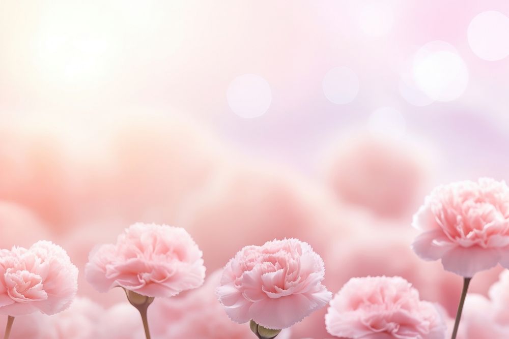 Carnation flowers background backgrounds outdoors blossom.