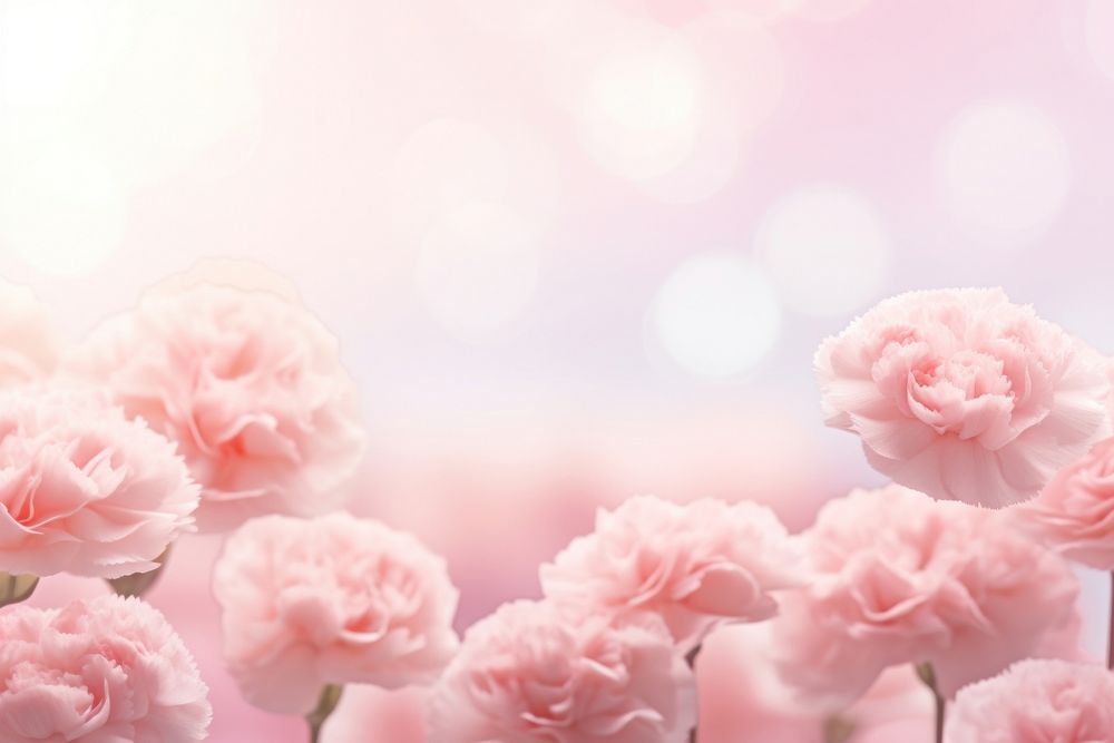 Carnation flowers background backgrounds abstract outdoors.