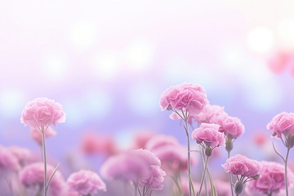 Carnation flowers background backgrounds outdoors blossom.