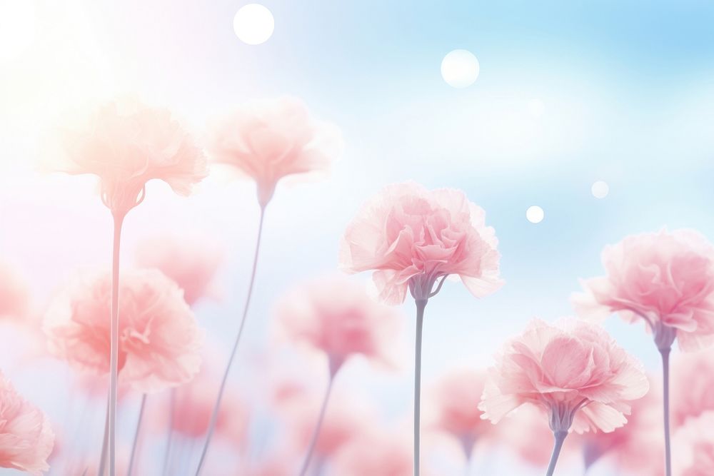 Carnation flowers blowing background backgrounds abstract outdoors.