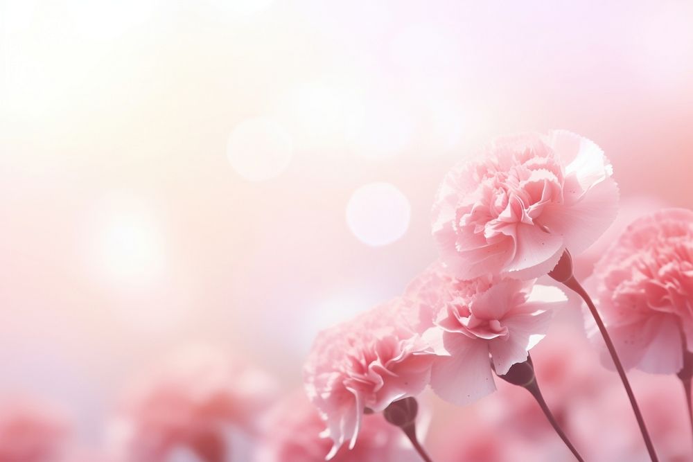Carnation flowers blowing background backgrounds abstract outdoors.