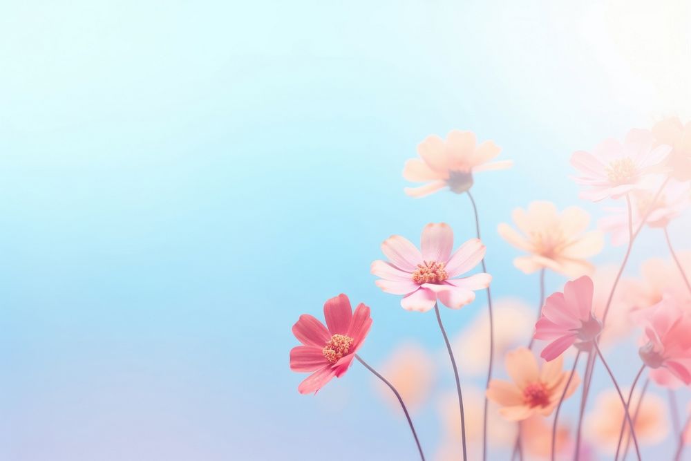 Flower bouquet background backgrounds outdoors blossom.