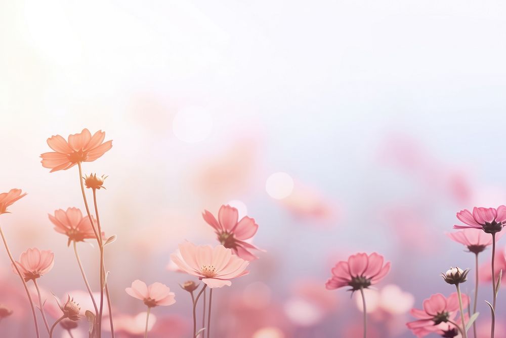 Flowers gradient background backgrounds outdoors blossom.