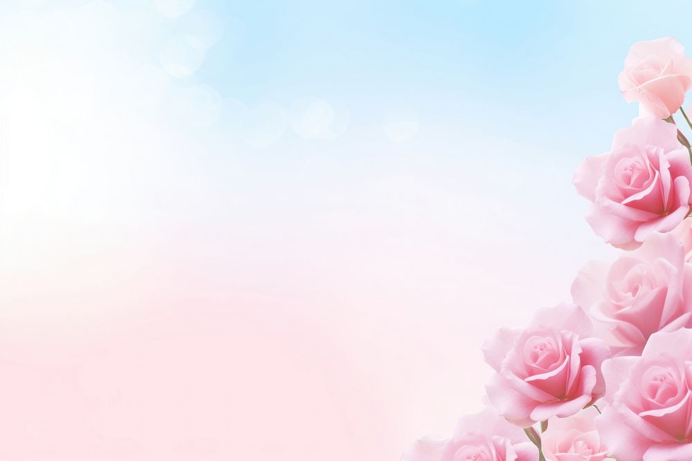 Rose border gradient background backgrounds outdoors blossom.