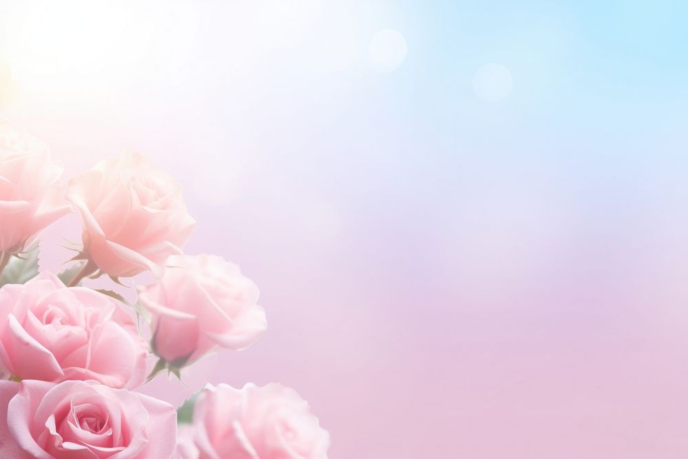 Rose border gradient background backgrounds abstract outdoors.