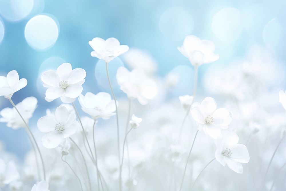 White flower bouquet background backgrounds abstract outdoors.