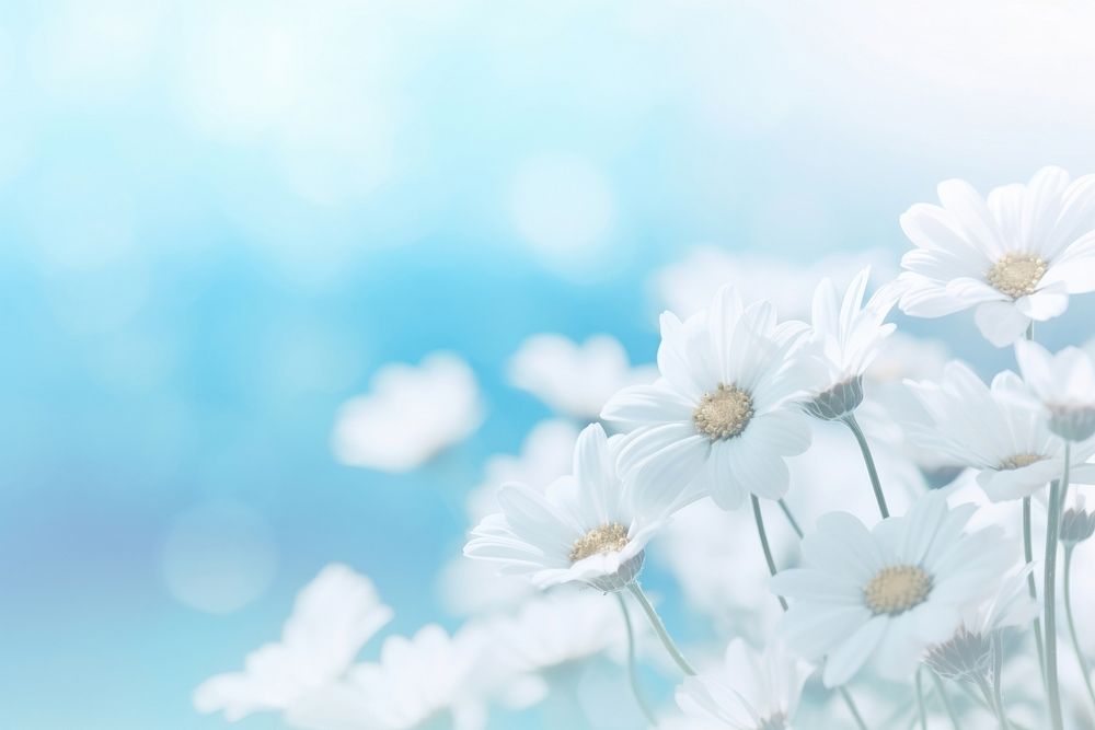 White flower bouquet background backgrounds outdoors blossom.
