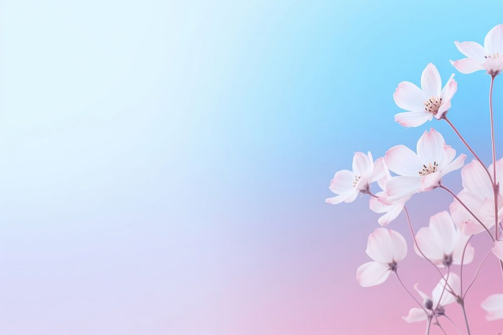 White flower gradient background backgrounds outdoors blossom.