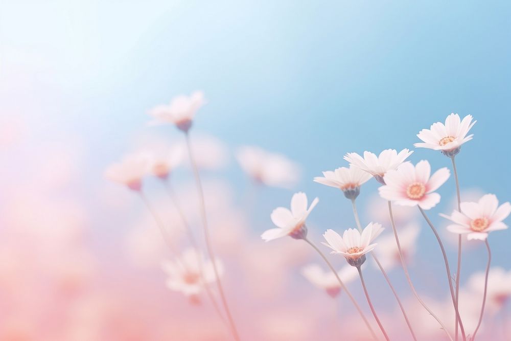 White flower gradient background backgrounds outdoors blossom.