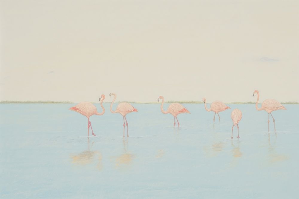 Flamingos animal bird reflection.