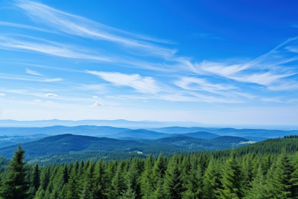 Photo of beautiful blue sky forest tree landscape.