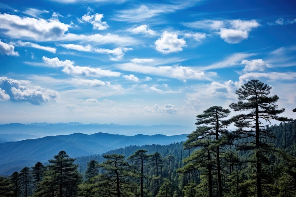 Photo of cloudy blue sky forest tree landscape.