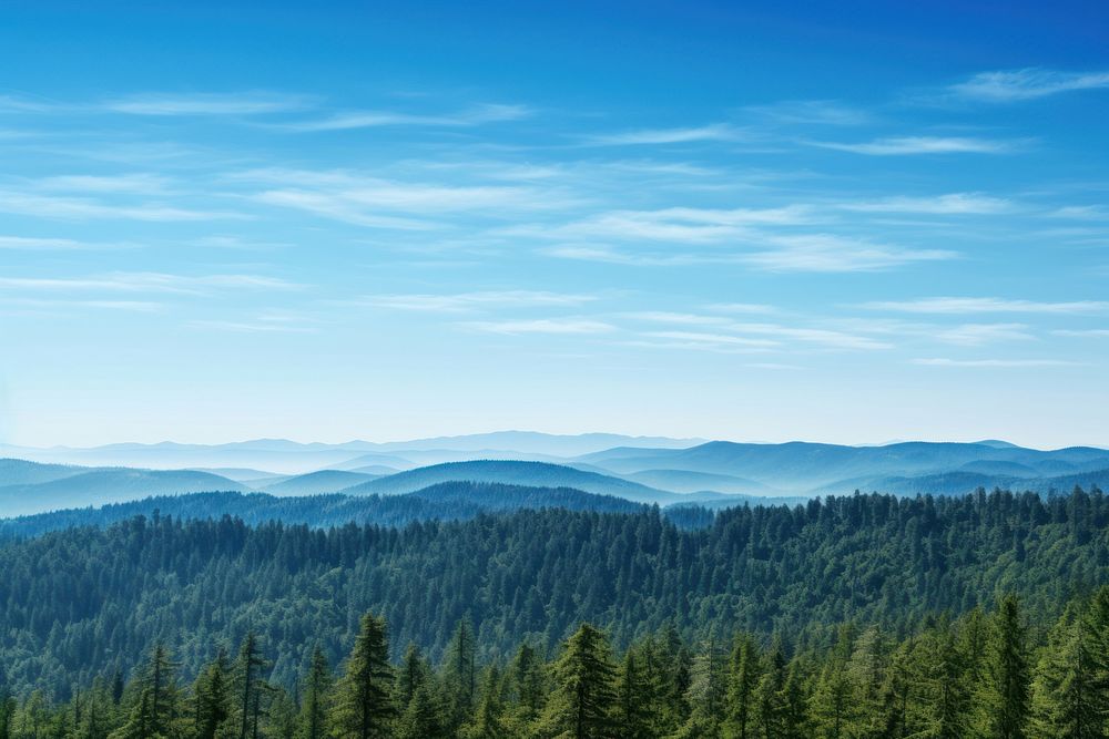 Photo of clear blue sky forest tree landscape.