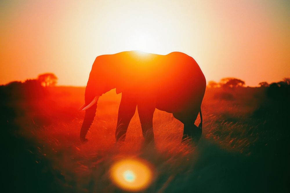 Elephant light leaks wildlife outdoors nature.