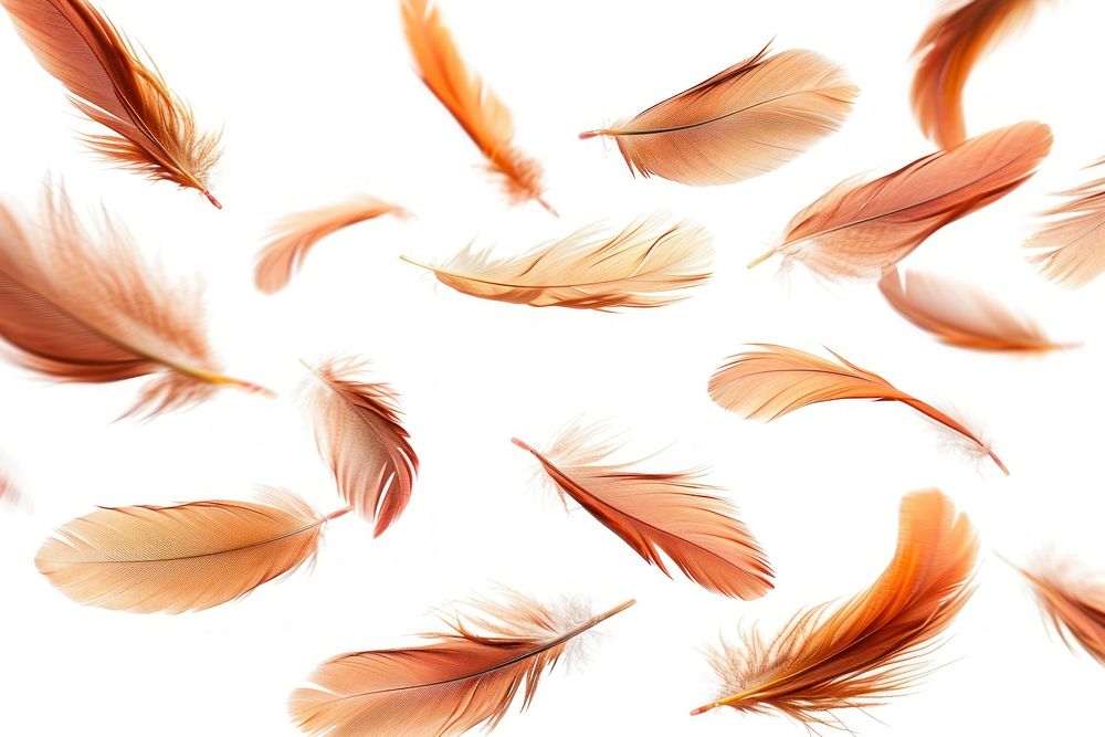 Feathers backgrounds pattern flying.