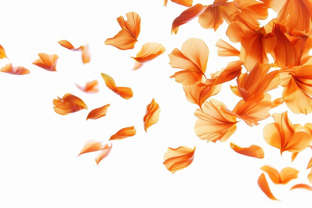 Orange flowers petals backgrounds plant freshness.