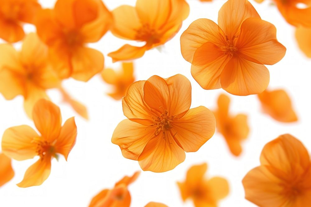Orange flowers petals backgrounds plant white background.