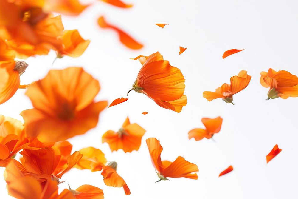 Orange flowers petals backgrounds plant poppy.
