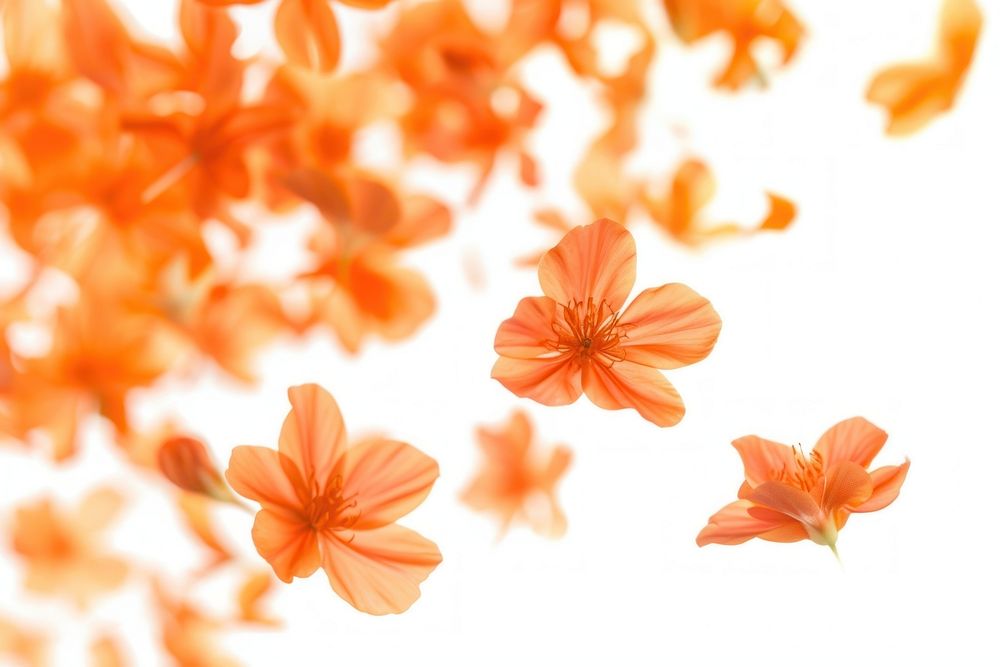 Orange flowers petals backgrounds plant white background.