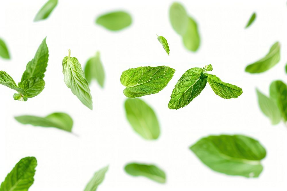 Mint leaves backgrounds plant herbs.