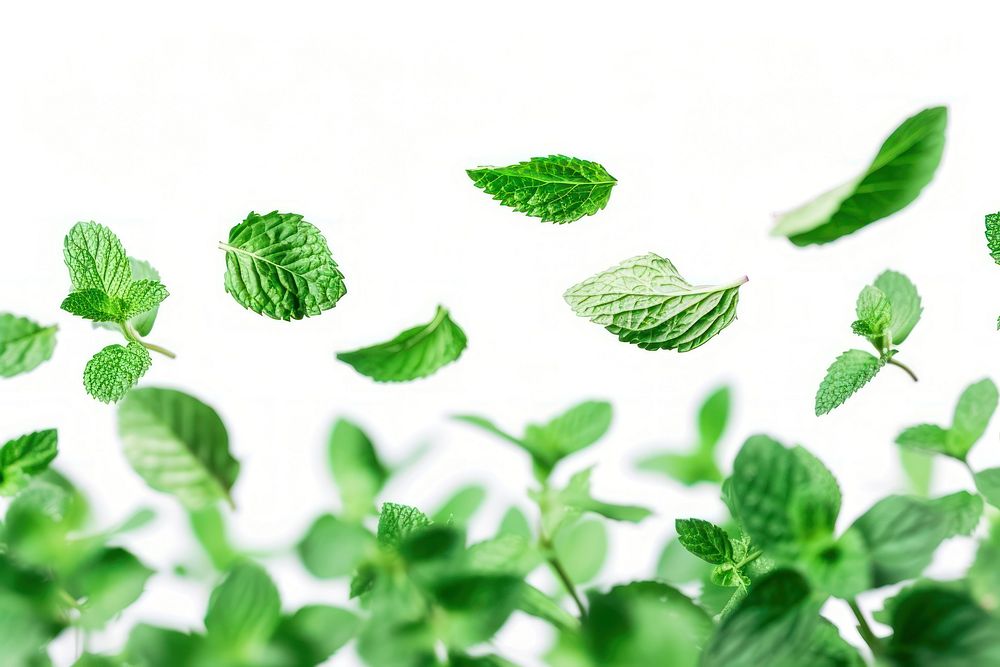 Mint leaves backgrounds plant herbs.