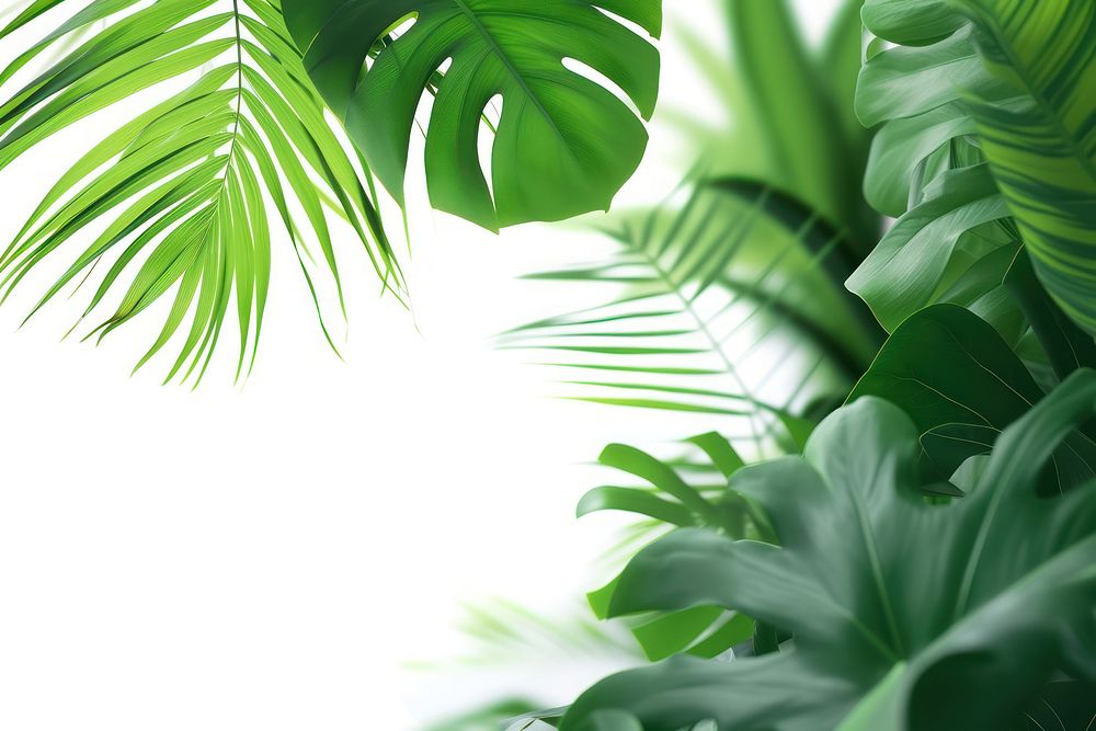 Tropical leaves backgrounds vegetation outdoors.