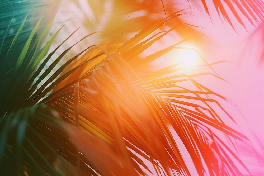 Palm tree light leaks backgrounds Free Photo rawpixel