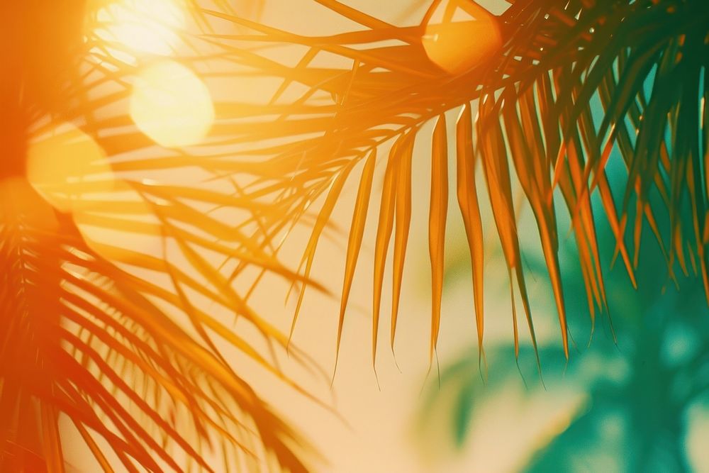 Palm tree light leaks backgrounds sunlight outdoors.