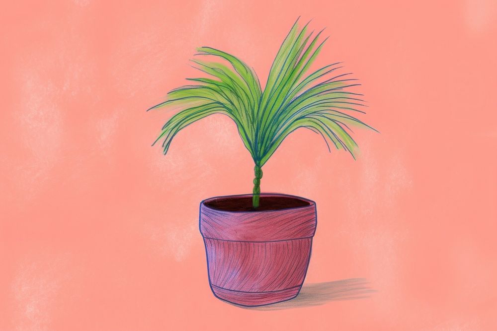 Petticoat palm plant houseplant leaf pot.