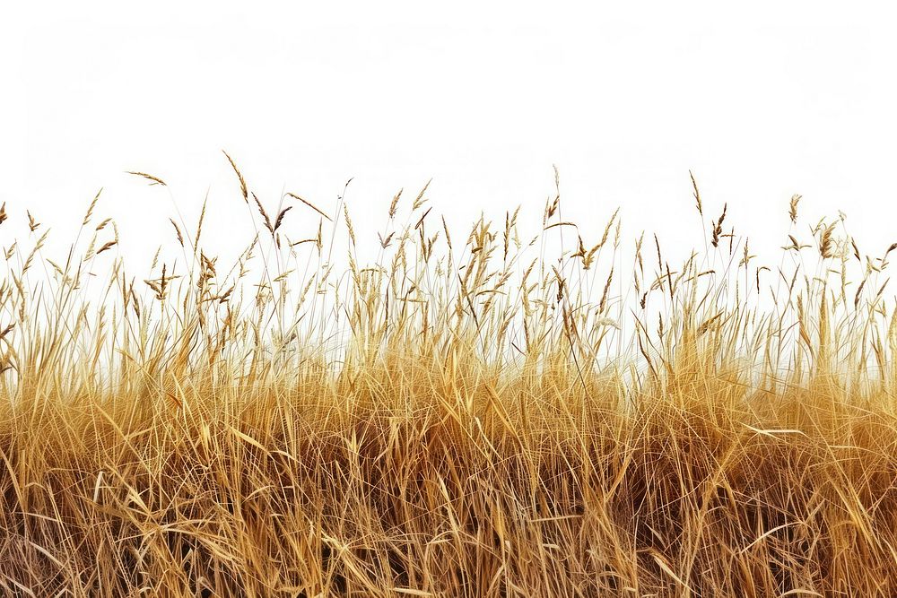 A brown grass field backgrounds plant tranquility.