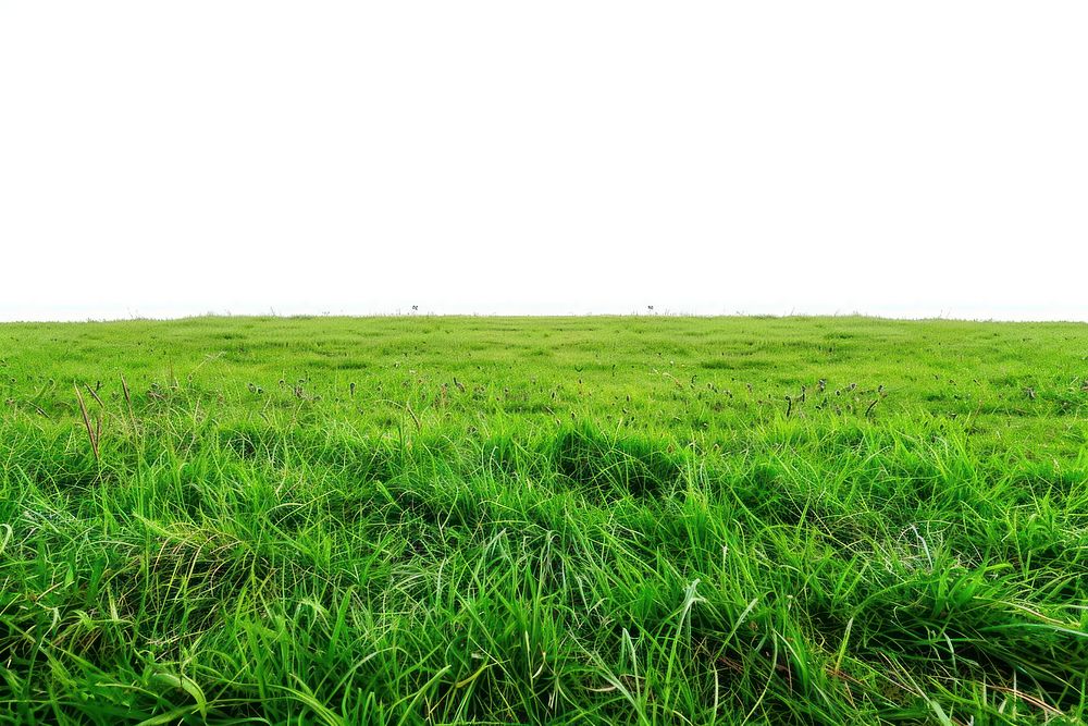 A grass field backgrounds grassland outdoors.