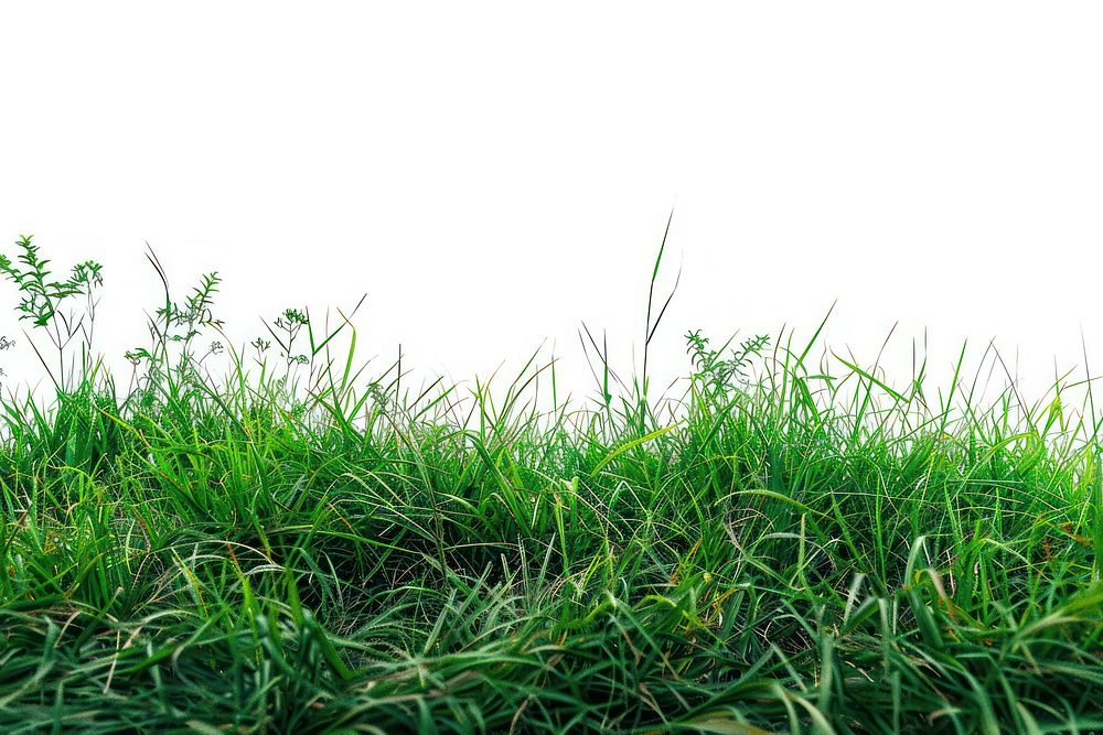 A grass field backgrounds outdoors plant.
