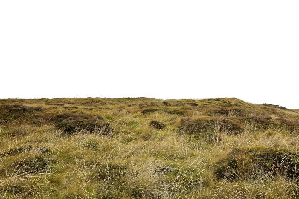 A grassland vegetation outdoors nature.